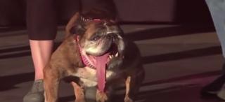 Un bulldog englez a primit titlul de "cel mai urât câine din lume"
