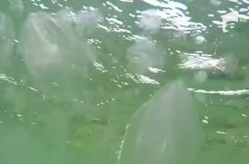 Invazie de meduze pe litoral. Nevertebratele au fost aduse spre țărm de furtunile din ultimele zile