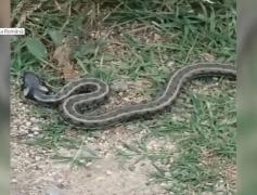 Un şarpe de aproape doi metri, capturat de pe scările unei grădiniţe din Drobeta-Turnu Severin