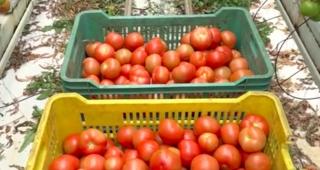 Un fermier adună tone de roşii pe zi, după ce a accesat fonduri europene