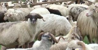 Este panica printre ciobanii din Mureş. De o săptămână, mai multe stâne sunt vizitate, noapte de noapte, de urşi