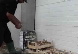 Ciuperci vândute cu un leu kilogramul. Culegătorii sunt revoltați