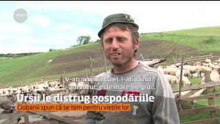 Stâne atacate de urși, în Mureș Păgubiţii vor încerca să-şi recupereze daunele cu ajutorul Primăriei