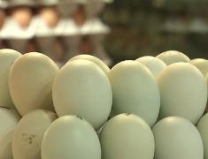 Au apărut ouăle verzi-albăstrui. Provin de la găinile Araucana, o specie din America de Sud