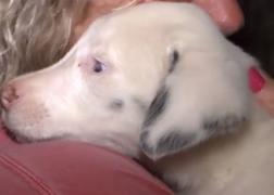 Operațiunea de salvare de 30 de secunde a unei căţeluşe de numai şapte săptămâni