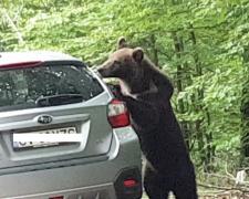 Imagini incredibile surprinse în Covasna! Un urs a fost filmat în timp ce încerca să spargă o maşină parcată