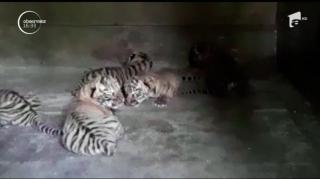 Șase pui de tigru siberian, vedetele unei grădini zoologice din Rusia