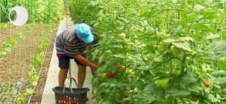 Grădina din curtea casei, între hobby și afacere