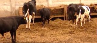 A furat vacile vecinilor, iar acum are toate şansele să se aleagă cu dosar penal