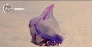 Alertă pe plajele din Spania. Autorităţile au descoperit meduze care pot provoca paralizie şi chiar stop cardiac