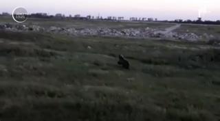 Atenţie pe unde vă plimbaţi cu bicicleta când sunteţi în judeţul Arad! Un urs a fost filmat pe un câmp în zona Ceala
