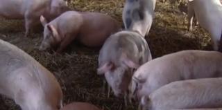 Alertă de pestă porcină la Tulcea şi Satu Mare