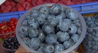 Afinele, investiție mare cu profit pe măsură. Fructele se vând şi cu 20 de lei pe kilogram