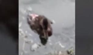 Cauza dezastrului ecologic din Parcul Bordei din Capitală. Raţele au fost ucise de dude