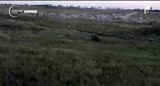 Alertă la Arad, după ce un urs a fost filmat plimbându-se, în libertate, prin mai multe localităţi