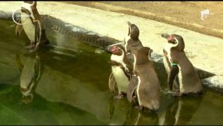 Remediu împotriva caniculei pentru animalele de la grădina zoo din Paris