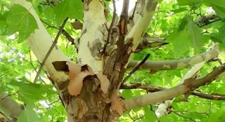 Bucureştiul, invadat de Tigrul Platanului. Cum să ne protejăm de ciupiturile insectelor