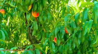 2018, anul piersicilor. Pomicultorii din Bihor aşteaptă recolte bogate