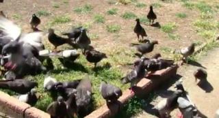 Primarul din Oradea, în război cu porumbeii! Anunţă amenzi pentru cei care hrănesc păsările