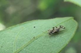 Bucureştenii, terorizaţi de Tigrul Platanului. Insectele care se prind de haine au invadat parcurile