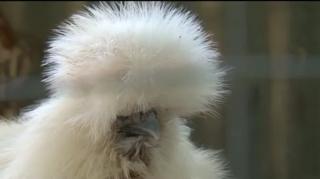 Găinile româneşti au concurenţă exotică, în farfurie