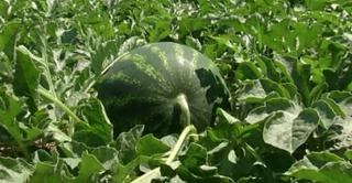 Pepenii de Dăbuleni au ratat exportul, în lipsa unei cooperative