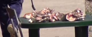 Doi bărbaţi din Bistriţa au fost la un pas de moarte după ce au mâncat ciuperci culese din pădure