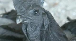 Găina cu piele neagră, delicatesă în farfurie. Ouăle sunt bune în tratamentul bolilor Alzheimer și Parkinson