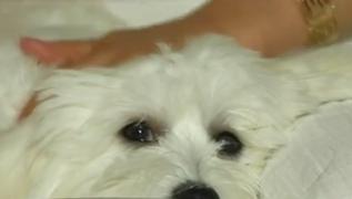 Animalele au interdicție pe litoral, însă turiștii nu renunță la prietenii necuvântători