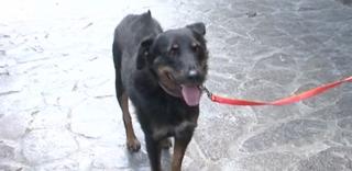 Profesoară de limba franceză din Târgu Mureş, în căutarea unei familii adoptive pentru un câine