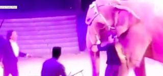 Scene şocante surprinse în timpul unui spectacol de circ din Germania