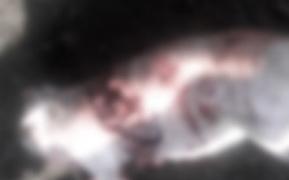 Ferma unui localnic din comuna mureșană Poienița, atacată de urs