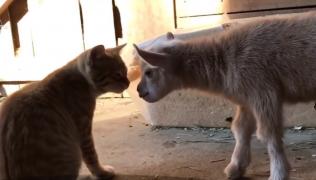 Imagini incredibile surprinse la o fermă din Nigeria! Un pui de capră nou-născut s-a împrietenit cu mai multe pisici