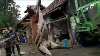 Misiune dificilă pentru pompierii din Sfântu Gheorghe, care au salvat o vacă de 700 de kilograme dintr-un canal