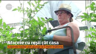 Roşiile româneşti au concurenţă serioasă