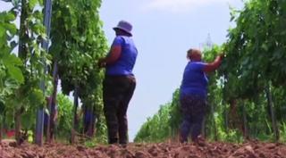 Anul acesta, vom bea mai puţin vin din producţia proprie