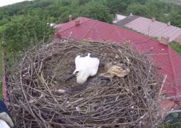 Primul pui de barză care are "buletin" de București