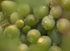 Producţia de vin, pusă în pericol de vremea extremă