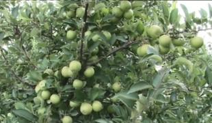 Livada superintensivă, afacerea curajoasă a unui tânăr din Bihor