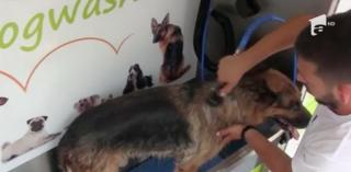 Spălătorie automată pentru câini, în aer liber, la Cluj