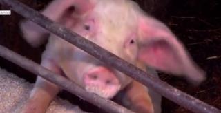 Alertă în Bihor, după ce pesta porcină africană a fost confirmată la o fermă din judeţ