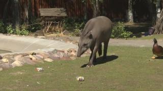 Tapirul Cleopatra a prezis că finala Cupei Mondiale e câștigată de Croația