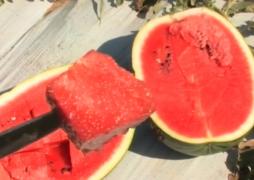 Pepenii de Tinca ameninţă supremaţia lubeniţelor de Dăbuleni din pieţele româneşti