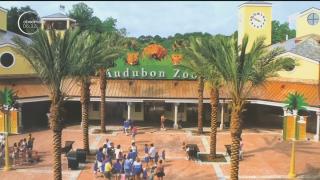 Un jaguar evadat din cușcă, la Grădina Zoologică din New Orleans a ucis 6 animale