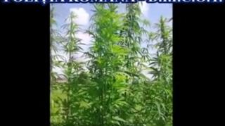 Cultură impresionantă de cananbis, găsită în gospodăria unor bătrâni din Covasna