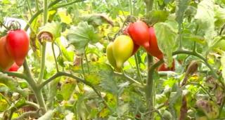 Cooperativele aduc legume românești la raft