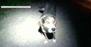 Un câine al nimănui a salvat viaţa unui biciclist care se accidentase pe un traseu montan, în munţii Semenic