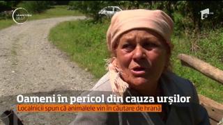 O ursoaică și puii ei, fotografiați lângă Spitalul Judeţean de Urgenţă din Miercurea Ciuc. Se cere relocarea de urgență a animalelor