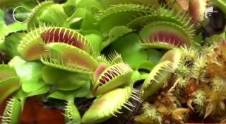 Expoziţie inedită în Columbia, cu peste 500 de plante carnivore