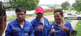 Când România rămâne fără muncitori, vin vietnamezii. O echipă cu chef de muncă a ajuns în judeţul Botoşani